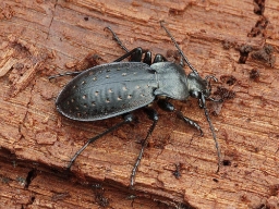 Foto af Guldpletløber (Carabus hortensis) | Standardfoto