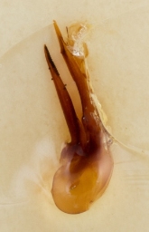 Foto af Philonthus succicola (Philonthus succicola) | Danmarks Billebank