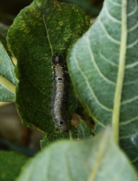 Foto af Chokoladeplet (Clostera pigra) | Larve