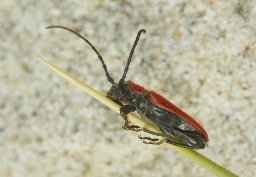 Foto af Rød skivebuk (Pyrrhidium sanguineum) | Standardfoto