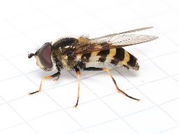 Foto af Stor buesvirreflue (Megasyrphus erraticus) | Han