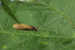 Foto af Mystacides longicornis (Mystacides longicornis) | Per Stadel Nielsen