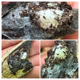 Foto af Bjørnetragtspinder (Coelotes terrestris) | Ægsæk udgravet fra huns hule