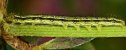 Foto af Cikorieugle (Heliothis viriplaca) | Larve