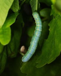Foto af Majspinder (Drymonia ruficornis) | Larve