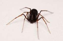 Foto af Væksthus-spytteedderkop (Scytodes fusca) | Hun