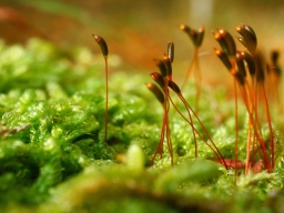 Foto af Almindelig cypresmos (Hypnum cupressiforme) | Standardfoto