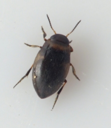 Foto af Bidessus unistriatus (Bidessus unistriatus) | Standardfoto