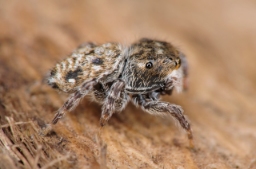 Foto af Bianor albobimaculatus (Bianor albobimaculatus) | Hun