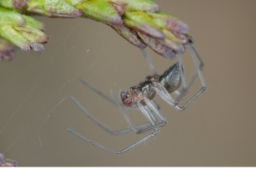Foto af Almindelig dværgbaldakinspinder (Bathyphantes gracilis) | Han