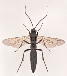 Foto af Stenichneumon culpator (Stenichneumon culpator) | Malcolm Storey