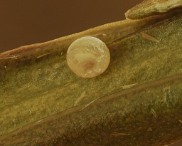 Foto af Moselavspinder (Pelosia obtusa) | Æg