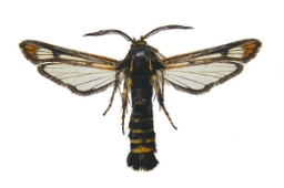 Foto af Hindbærglassværmer (Pennisetia hylaeiformis) | Præparat