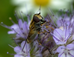 Foto af Hybrid-sumpsvirreflue (Helophilus hybridus) | Hun
