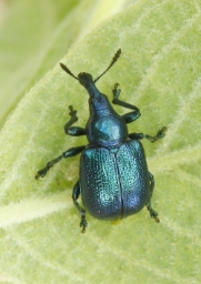 Foto af Cigarruller (Byctiscus betulae) | Hun