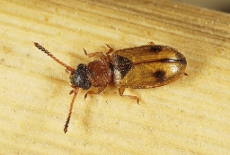 Foto af Tagrørsfladbille (Psammoecus bipunctatus) | Standardfoto