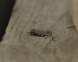 Foto af Smalvinget ugle (Spodoptera exigua) | Hun