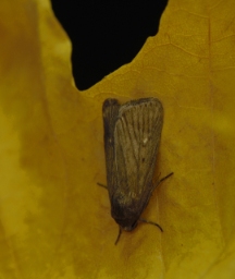 Foto af Strandært-ugle (Proxenus lepigone) | Han