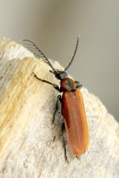 Foto af Lille kardinalbille (Schizotus pectinicornis) | Han