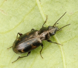 Foto af Forskelligplettet glansløber (Bembidion obliquum) | Standardfoto