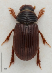 Foto af Psammodius asper (Psammodius asper) | Standardfoto