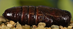 Foto af Zigzagspinder (Notodonta ziczac) | Puppe