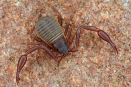 Foto af Bogskorpion (Chelifer cancroides) | Hun