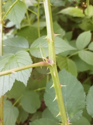 Foto af Rubus cardiophyllus (Rubus cardiophyllus) | Standardfoto