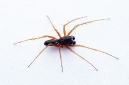 Foto af Skovbaldakinspinder (Linyphia hortensis) | Han
