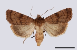 Foto af Seksliniet glansugle (Xestia sexstrigata) | Standardfoto