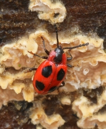 Foto af Skarlagensvampehøne (Endomychus coccineus) | Standardfoto