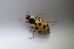 Foto af Trettenplettet mariehøne (Hippodamia tredecimpunctata) | Standardfoto