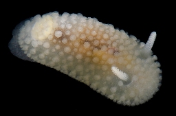 Foto af Hvid doride (Onchidoris muricata) | Standardfoto
