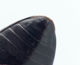 Foto af Ilybius quadriguttatus (Ilybius quadriguttatus) | Detalje