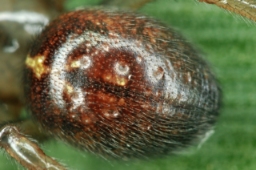 Foto af Enoplognatha caricis (Enoplognatha caricis) | Jørgen Lissner