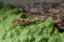 Foto af Agrypnia varia (Agrypnia varia) | Per Stadel Nielsen