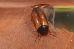 Foto af Laccornis oblongus (Laccornis oblongus)