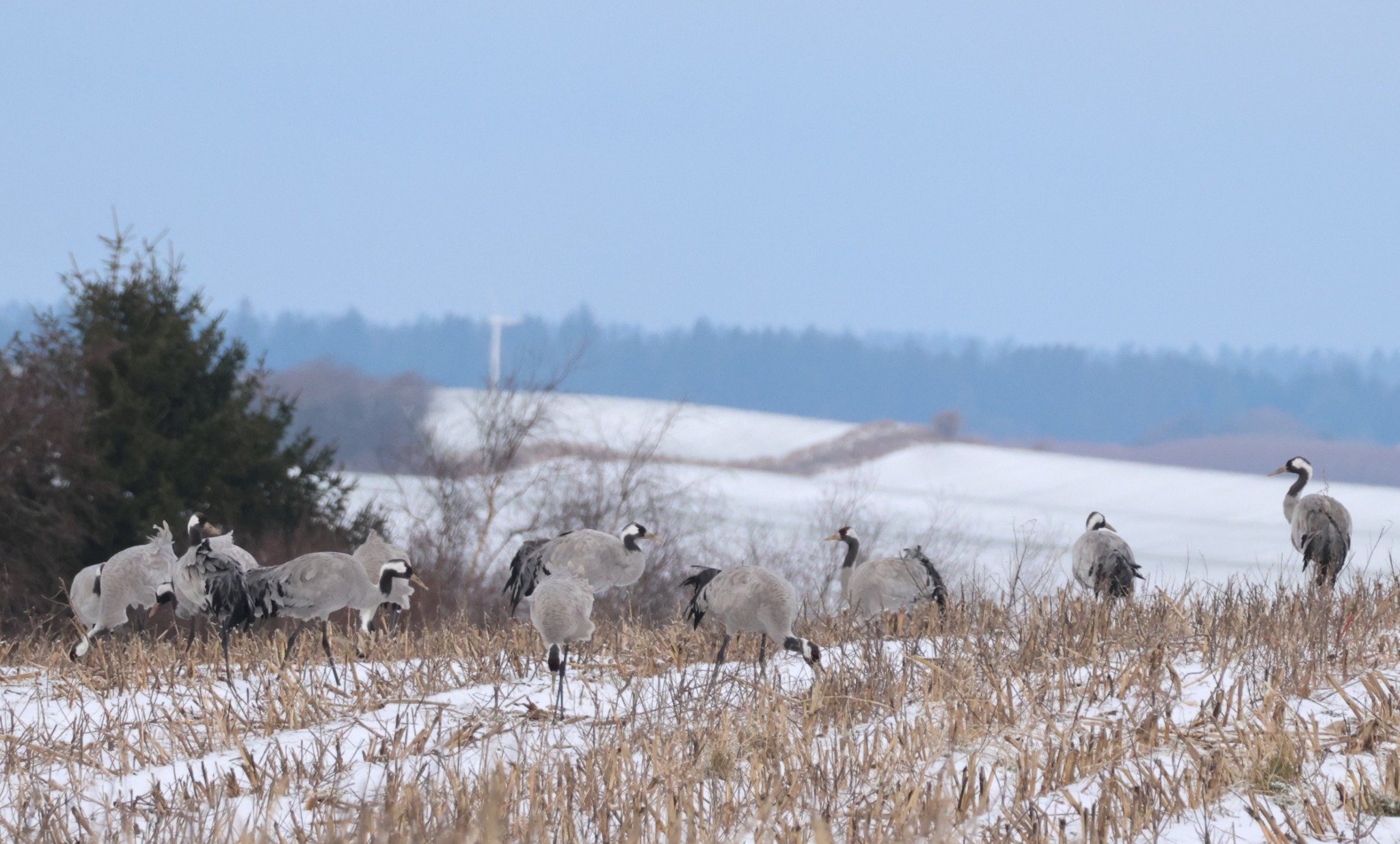 Common Crane (Grus grus), photo 2