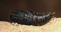Foto af Brunhale (Euproctis chrysorrhoea) | Puppe