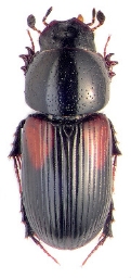 Foto af Stor jordmøgbille (Aphodius varians) | Standardfoto