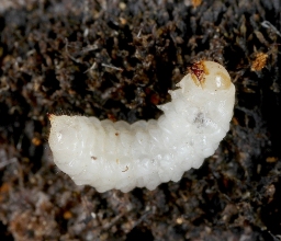 Foto af Småplettet brodbille (Curtimorda maculosa) | Larve