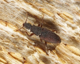 Foto af Monotoma conicicollis (Monotoma conicicollis) | Standardfoto