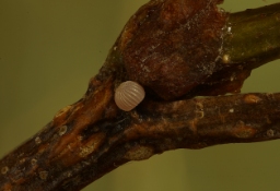 Foto af Fætter-ugle (Protolampra sobrina) | Æg