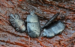 Foto af Hololepta plana (Hololepta plana) | Standardfoto