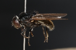 Foto af Hvidfodet urtesvirreflue (Cheilosia albitarsis) | Han