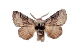 Foto af Tjørnespinder (Trichiura crataegi) | Standardfoto