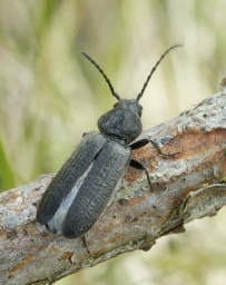 Foto af Stribet barkbuk (Asemum striatum) | Standardfoto