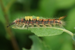 Foto af Lille penselspinder (Orgyia antiqua) | Larve