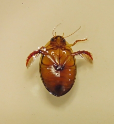 Foto af Graphoderus cinereus (Graphoderus cinereus) | Hun