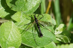 Foto af Tanyptera atrata (Tanyptera atrata) | Han